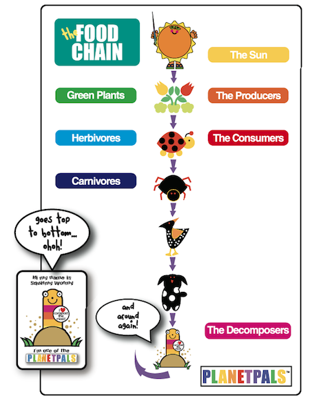 A visual Food Chain 