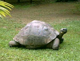 turtle405yrs