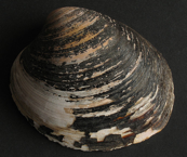 oldest clam